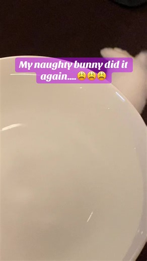 Cookie and Max on TikTok