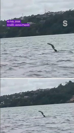 Pod of orcas spotted swimming in south Auckland | Stuff.co.nz