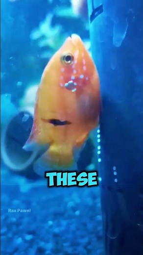 Fish Babies Are Born Without Parents Touching 🐟🥚 #shortfeeds #shorts