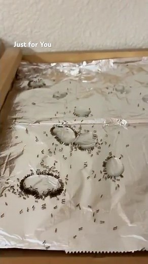 Best way to get rid of ANTS 🐜 🔨…Borax