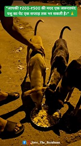 155K views · 21K reactions | We feed over 300 stray animals daily and...