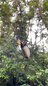 Las telarañas 🕸️ de las arañas son tan fuertes que pueden someter a presas que superan las 5 veces el tamaño de la araña. Algunas arañas envuelven a varias presas para comerlas posteriormente y asegurar una alimentación balanceada, sin duda una belleza de la naturaleza 🕷️ | Mundo Salvaje