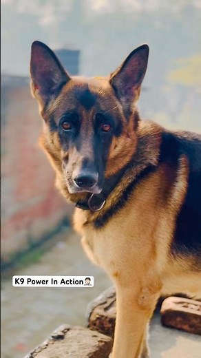 German Shepherds Move with Military Precision 💥 | K9 Power in Action!