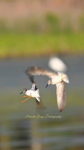 Lesser Yellowlegs landing | Srikanth Boga Photography