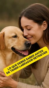 Lo que debes saber antes de tener labrador retriever. #labrador #labradorretriever #perros #animals #perrosfelices #dog #dogs #dogsofinstagram #animals #mascotas #MeganFox #usa #usareels #mexico #peru | Mundo Animal