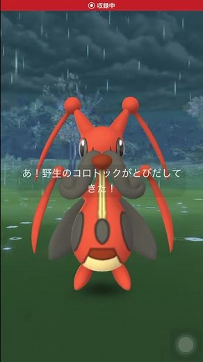 コロトックの鳴き声