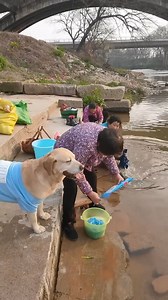 2M views · 10K reactions | Smart Dog puppytk puppy cutecatandpuppyworld animal cute cutepuppylovers cutepetshow pet cutepet dog | Fundación Educativa HST - High System Training | Facebook