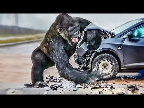10 MINUTES OF WILD ANIMALS ATTACKING CARS