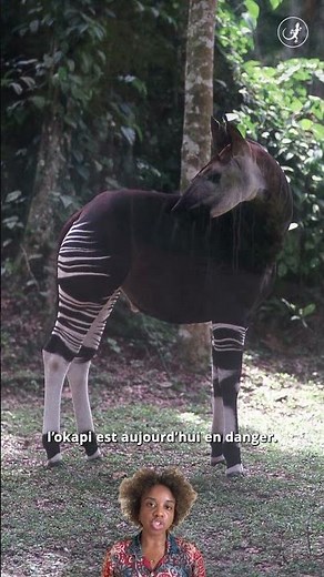 Okapi en RDC : ce symbole que vous n'avez probablement jamais vu