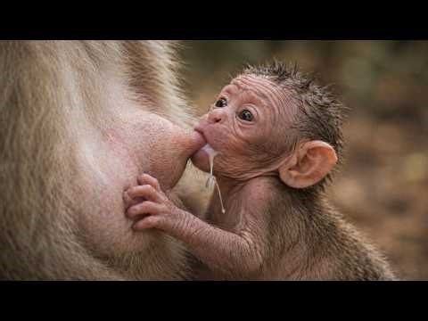 JUST BORN! Tiny Monkey Crying for Milk 😢 | Leo Monkey