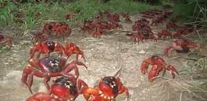 A tiny wasp could save Christmas Island’s spectacular red crabs from crazy ants