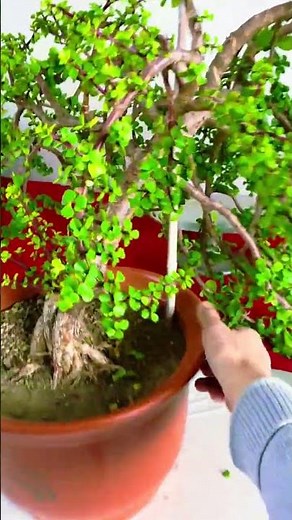 The Ultimate Guide to Pruning Your Bonsai Correctly