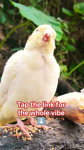 Observe the behavior of cockatiels in their natural habitat.#cockatiel #birds #parrot