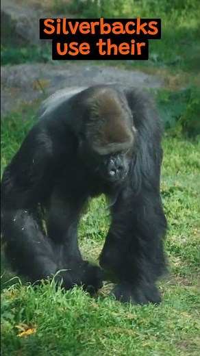 The Incredible Strength of The Silverback Gorilla | The Wild Animal Facts