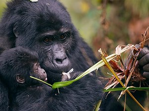 Watch Animal Babies: First Year on Earth: Season 1 | Prime Video
