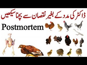 Chicken Dissection | Understanding Poultry Systems | Poultry Dissection | Postmortem | Dr. ARSHAD