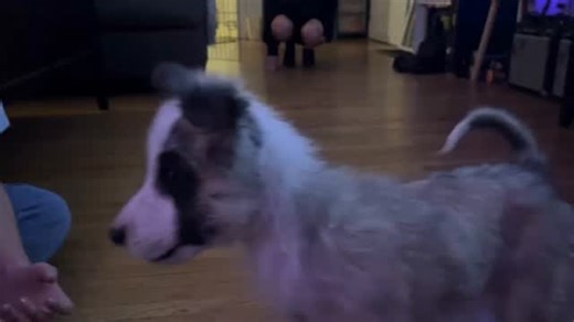 Sandra Compton Paw'Patrol on Instagram: "Nolo is still waiting for his forever home. After being left to die in a dark, wet alley, he has shown nothing but resilience and love. He deserves a family who will never give up on him, who will show him the safety and warmth he was once denied. Please help us give Nolo the happy ending he so deeply deserves."