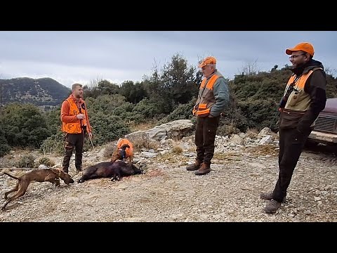 Κυνήγι αγριογούρουνου 2024 το μεσημέρι.