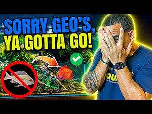 German Discus Take Over Geophagus Tank!