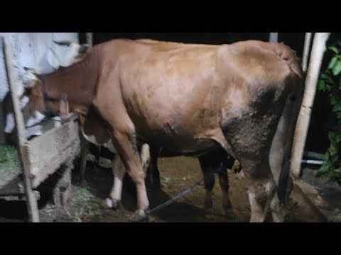 🐄 Calm Cow Barn Live | Peaceful Farm Sounds for Deep Relaxation 🌿 #animals #cows #farmer