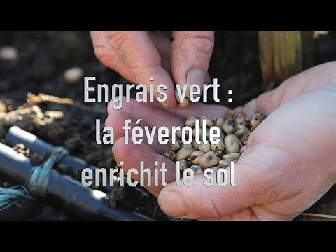 Green manure: why sow fava beans?