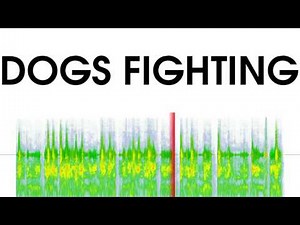 Dogs Fighting Sound Effect