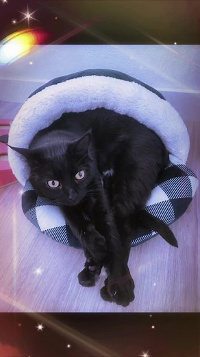 Nicole Randall (@nicole_randall)’s videos with The Cutest Thing Ever! - SiLLy ViRaL