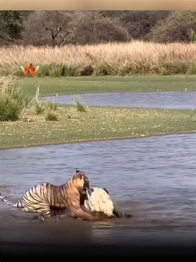 15K views · 197 reactions | After watching this scene, you’ll understand the full power of the tiger — on land or in the water ️✨ | Wild Beyond Limits | Facebook