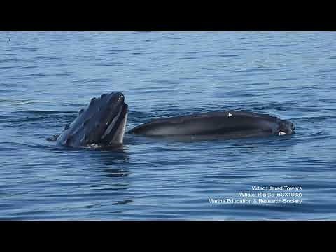 Snippet: New humpback whale fishing tactic—pretending to be a pond
