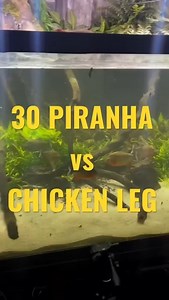 30 piranha VS a chicken Leg | UaruJoey