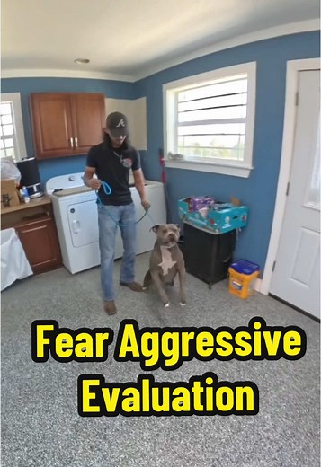 Meet Precious! The 3.5 year old pitbull, presenting with fear aggression, resource guarding & a bite history! #dogtraining #dogtrainer #dogs #dog #dogsoftiktok #behaviormod