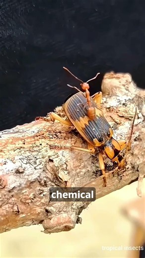 Meet the Chemical Cannon Beetle 🪲