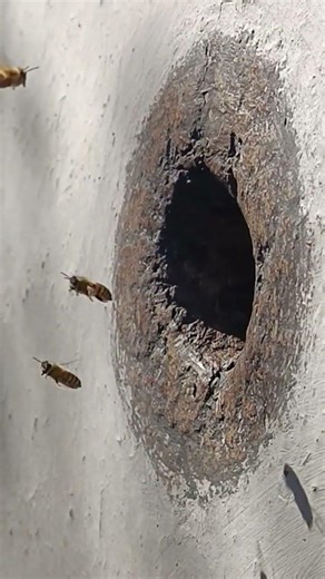 👉 “Apis cerana honeybee colony in a natural wall hive.”