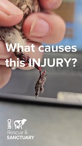 ⚠️ Shepherd's Hook Bird Hangers Cause Fatal Injuries ⚠️ It happens more than you think. Birds slide down into the narrow crevice where the hook meets the pole and get their legs caught. We’ve recieved too many birds with broken or severed limbs caused by this simple design flaw. But the good news? It’s completely preventable. Our director shows how to cover that gap using zip ties, vet wrap, electrical tape—anything durable that can withstand the elements. A few minutes of prevention can save a 