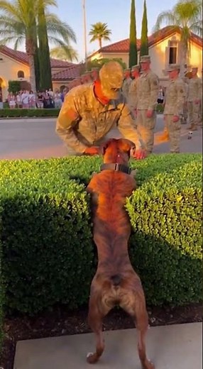 🥰 Boxer Jumps Hedge Like a Kangaroo Amazing agility in action #dog #pets #funny