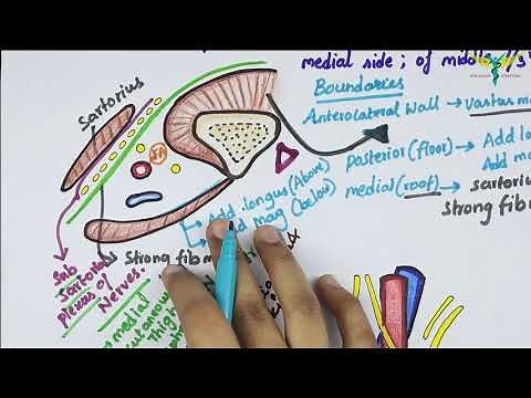 Adductor canal \ Hunters Canal \ Subsartorial Canal | Boundaries | Contents | Clinical Aspects