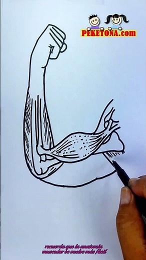 HOW TO DRAW ARM MUSCLES STEP BY STEP