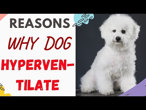 Why Is My Dog Hyperventilating, Why does this happen, and things you can do to help.