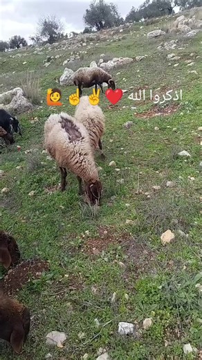 הסרטונים של العبويني (@kahledaltair) עם الصوت الأصلي - محمد تميم