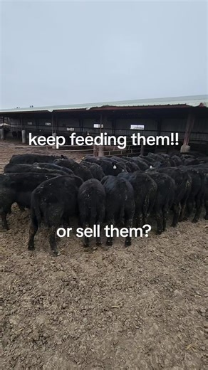help what do you do sell for feed cheep corn. l know what going to do but what say you? #real #fyp #farmlife #angus #lowes