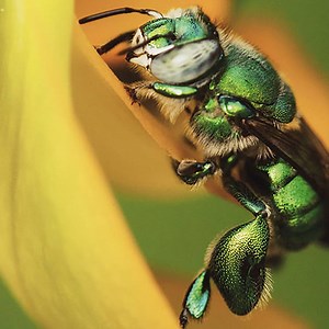 TONIGHT on WGCU-HDTV (Wednesday, August 8) 7pm - PBS NewsHour 8pm - #OutbackPBS: The Dry Season 9pm - #WondersofMexicoPBS: Mountain Worlds (#Watch: Travel down Mexico’s mountain spine to see fiery volcanoes, monarch butterflies, and more.) 10pm - NOVA l PBS: Making North America: Life 11pm - Amanpour on PBS 11:30pm - Beyond 100 Days | WGCU Public Media