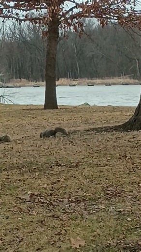 Squirrel Fight over Squash #nature #food #wildlife