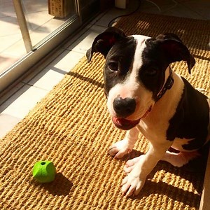 LOCAL Dog Rescue Needing Volunteer Foster Homes!