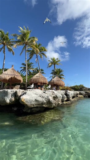 Stop scrolling and let's go to the beach for a while. ☀️ 🐦 📍 Xcaret, Mexico. | Xcaret Park