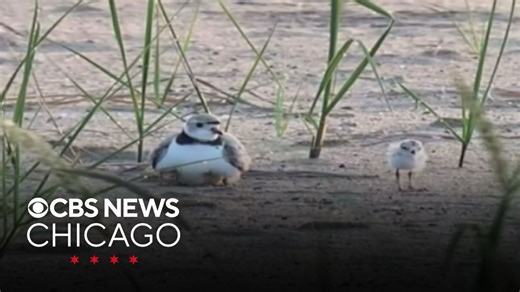 Piping plovers spotted at Montrose Beach