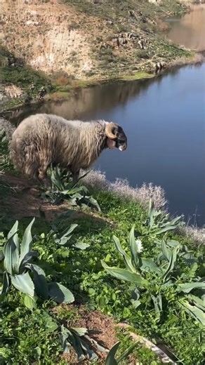 Beautiful Awassi sheep 🐑 #Awassi #Sheep #Nature