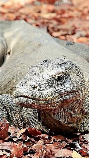 Komodo Dragon | Largest Lizard on Earth