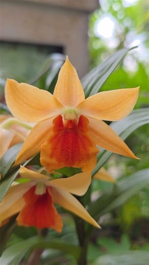 1.5K views · 125 reactions | Dendrobium Dawn Maree 'Orange' It is a hybrid orchid known for its long‑lasting white flowers with an orange‑tinged lip, often fragrant at night. The plant has canes with black hairs on the leaf bracts. Originated by J.Burrows in 1983. It is a cross of Den. formosum x Den. cruentum. #Dendrobium #orchids #anggrek #pecintaanggrek #orchidee #orquideas | Ade's Orchid | Facebook