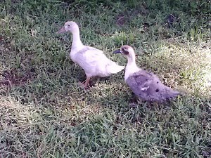 Blue Swedish Ducklings 7 wks old