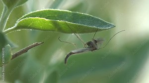 Insect close-up. Gnats and mosquitoes sits on horizontal leaf of grass in meadow, United States. Gnat is any of many species of tiny flying insects in the Dipterid suborder Nematocera, Sciaridae.